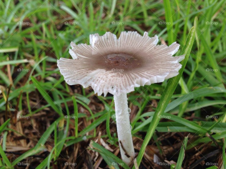Mushroom