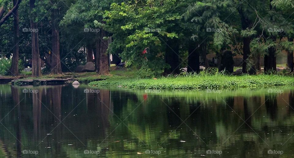 Dadong Wetlands Park Selflessness Forest