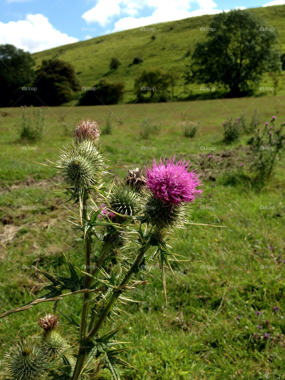 field summer thistle valley by dannytwotaps