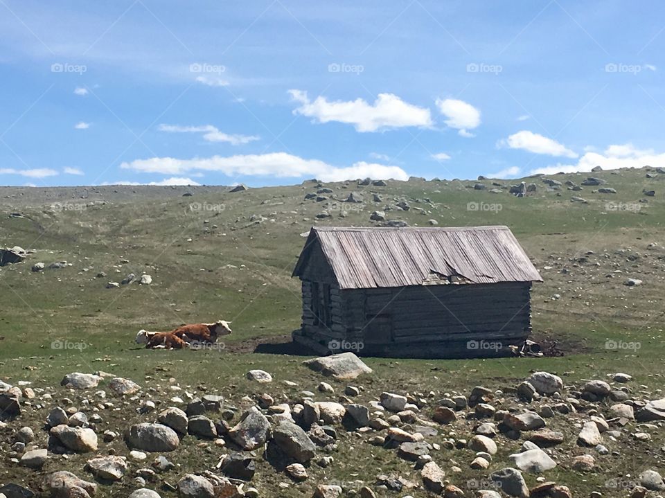 Separating from the herd