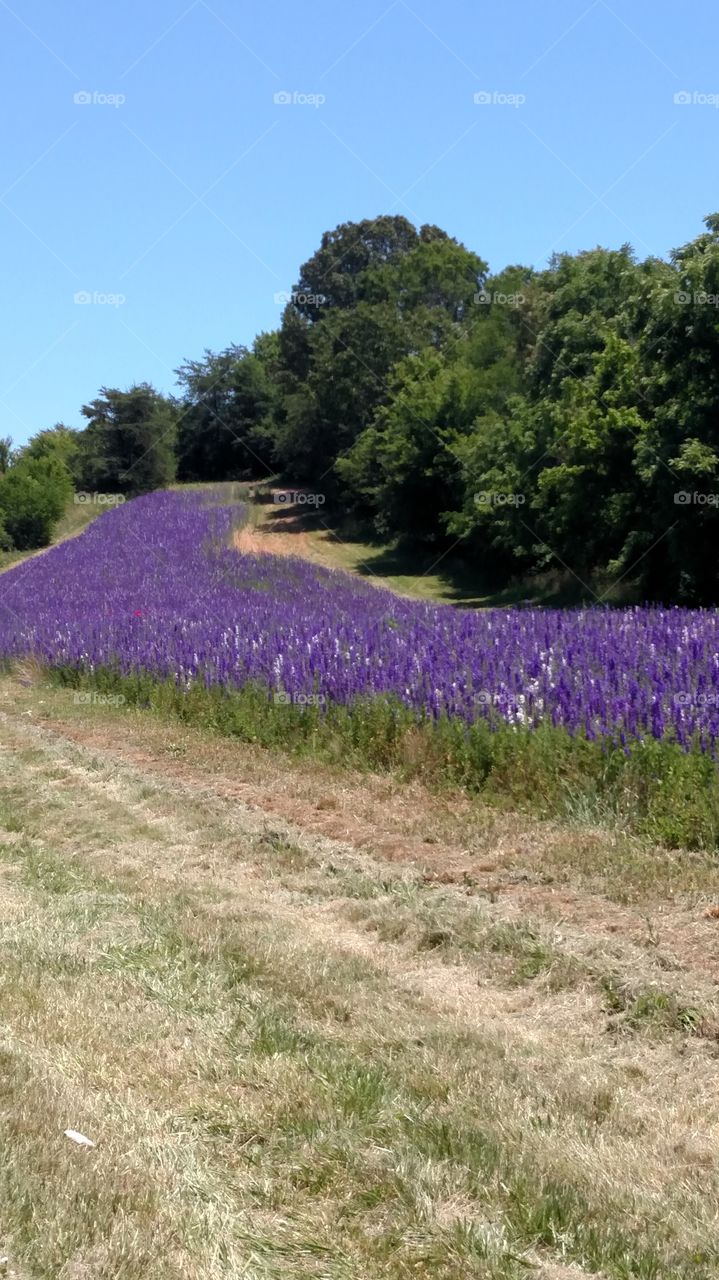 Wild flowers along the interstate