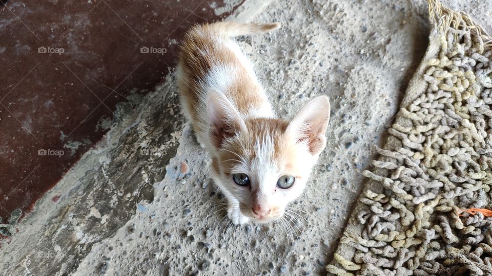 cat looking with beautiful eyes