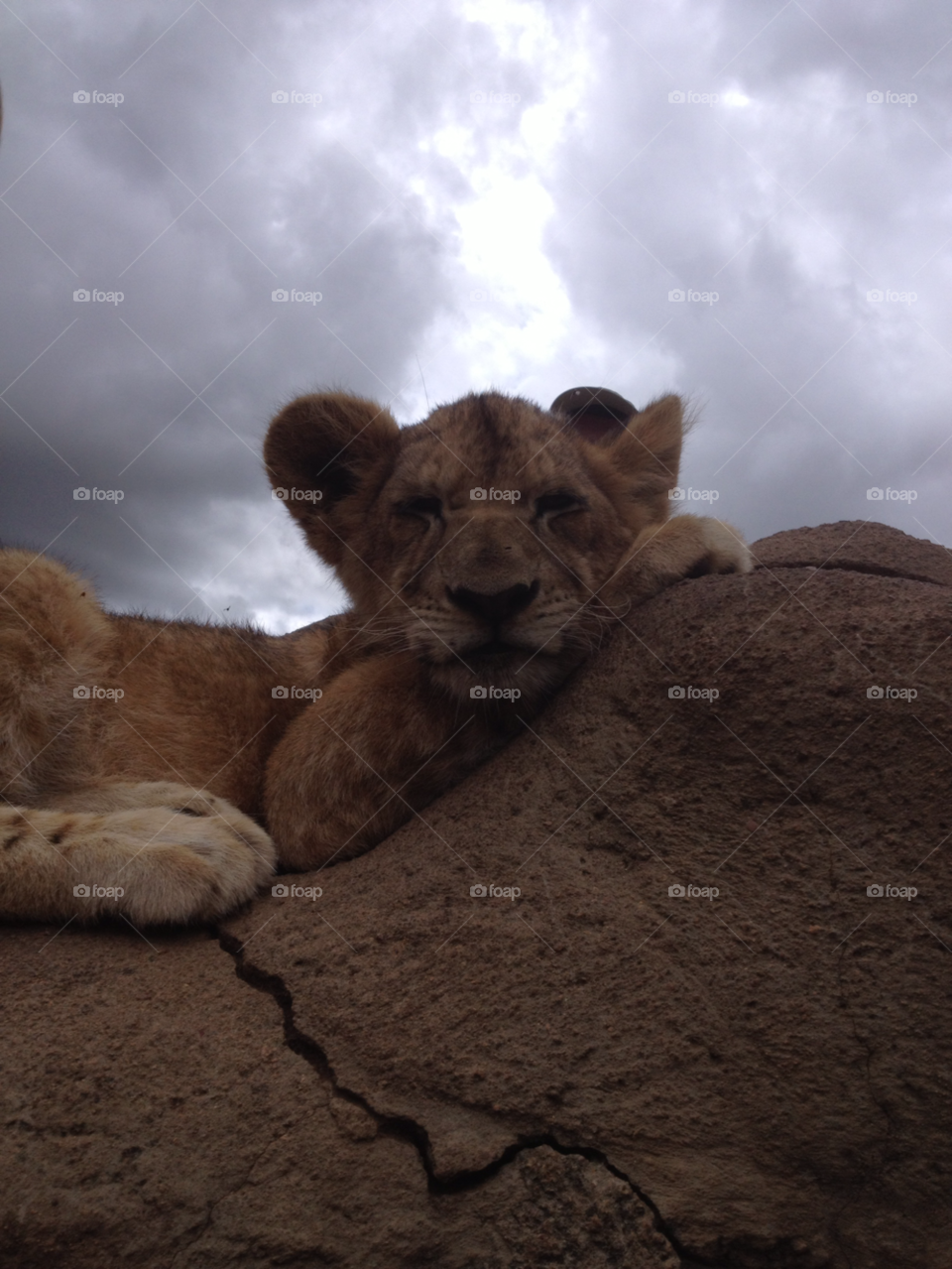 lion park johannesburg animal wild life lion cub by shec