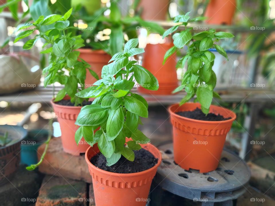 newly sprouted basil leaves