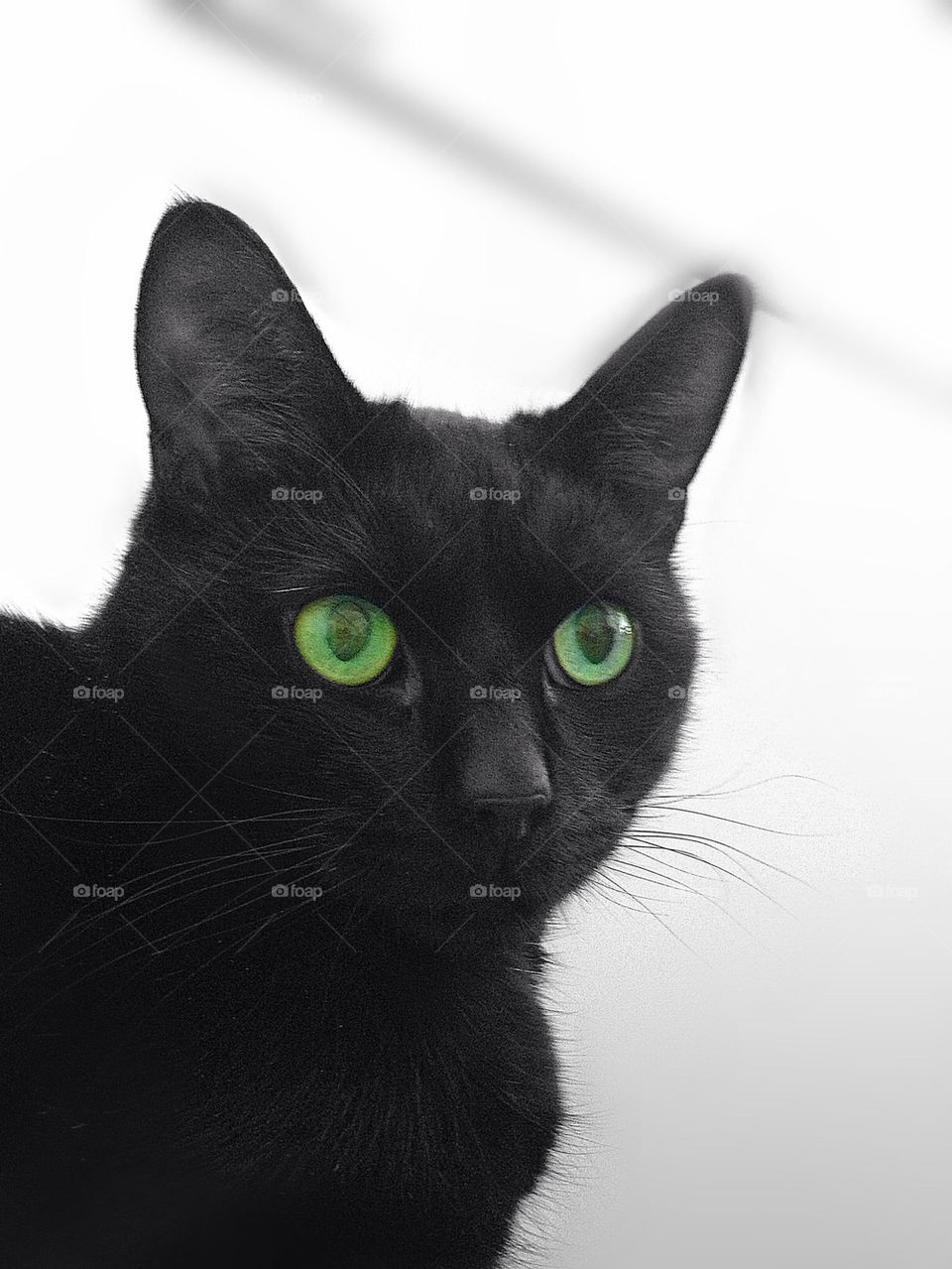 CAT WITH GREEN EYES