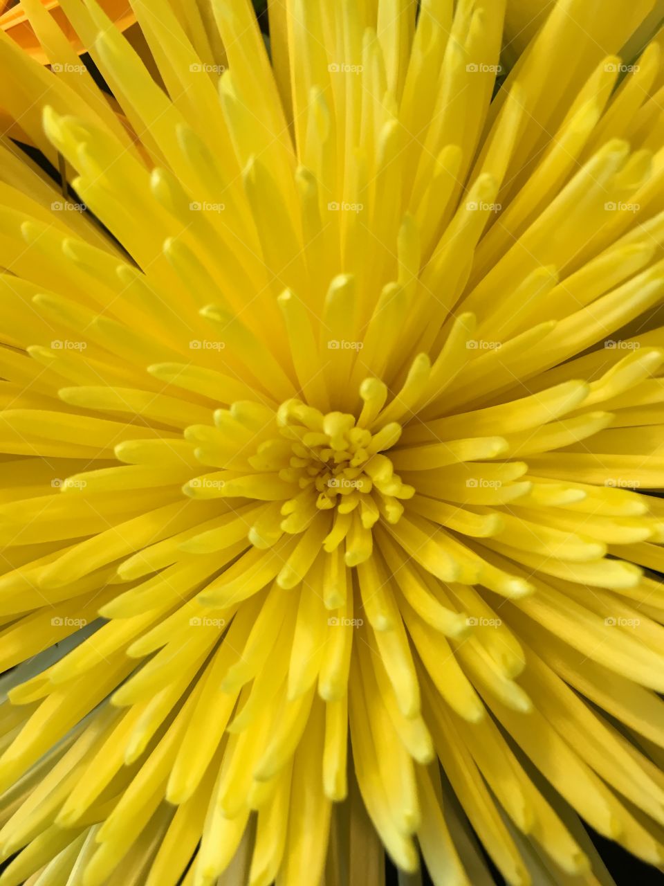 Flower burst of yellow!
