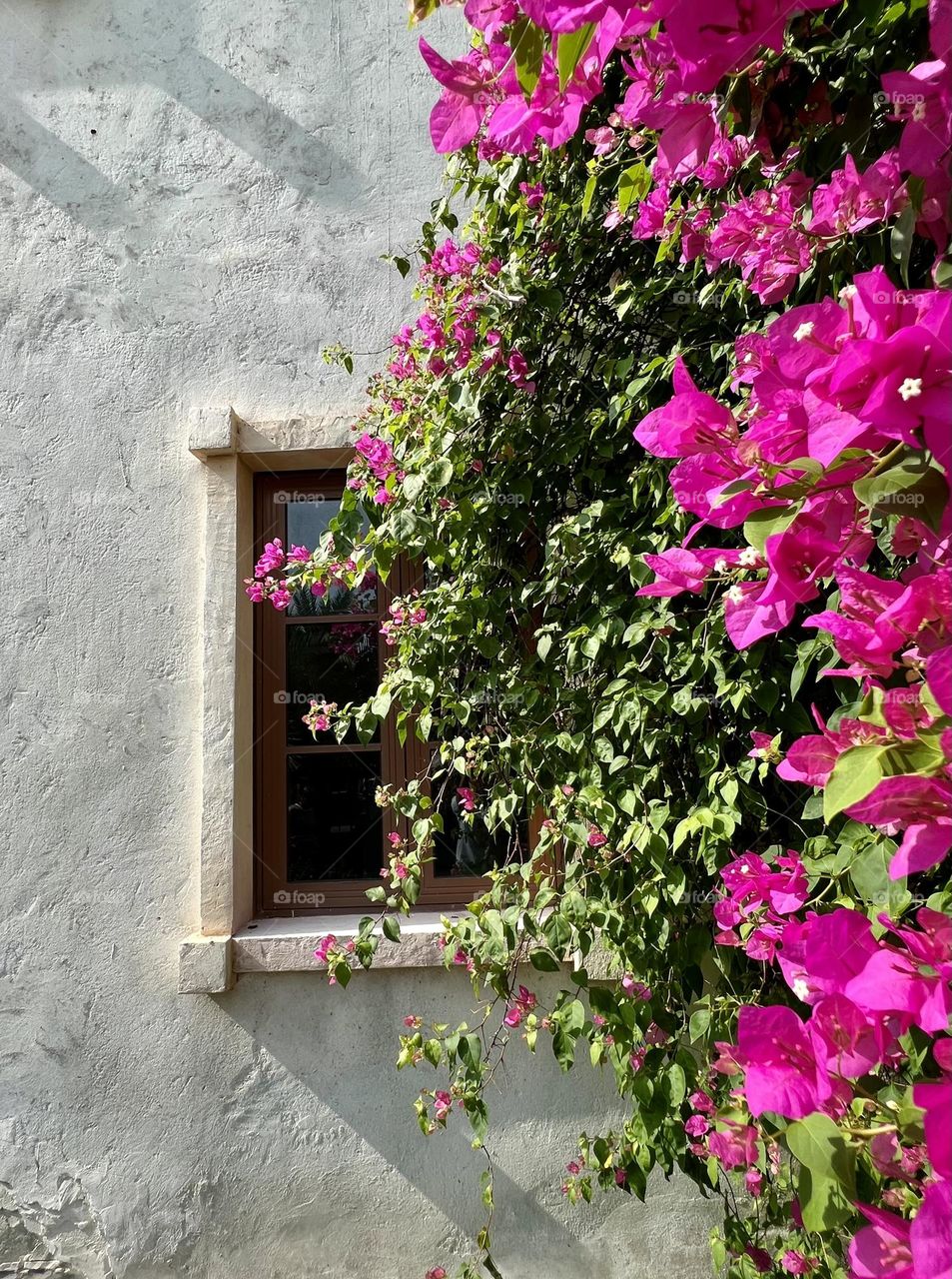 The window and beautiful pink flowers. 