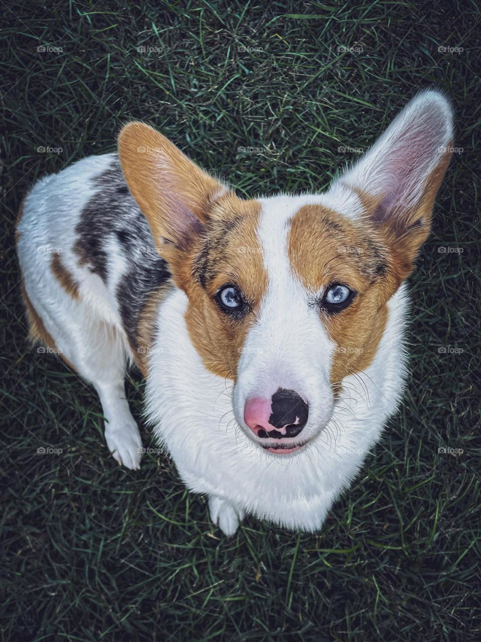 Dog pet corgi phone photography blue eyes happy smile smiling outside sitting moody photo photography picture 