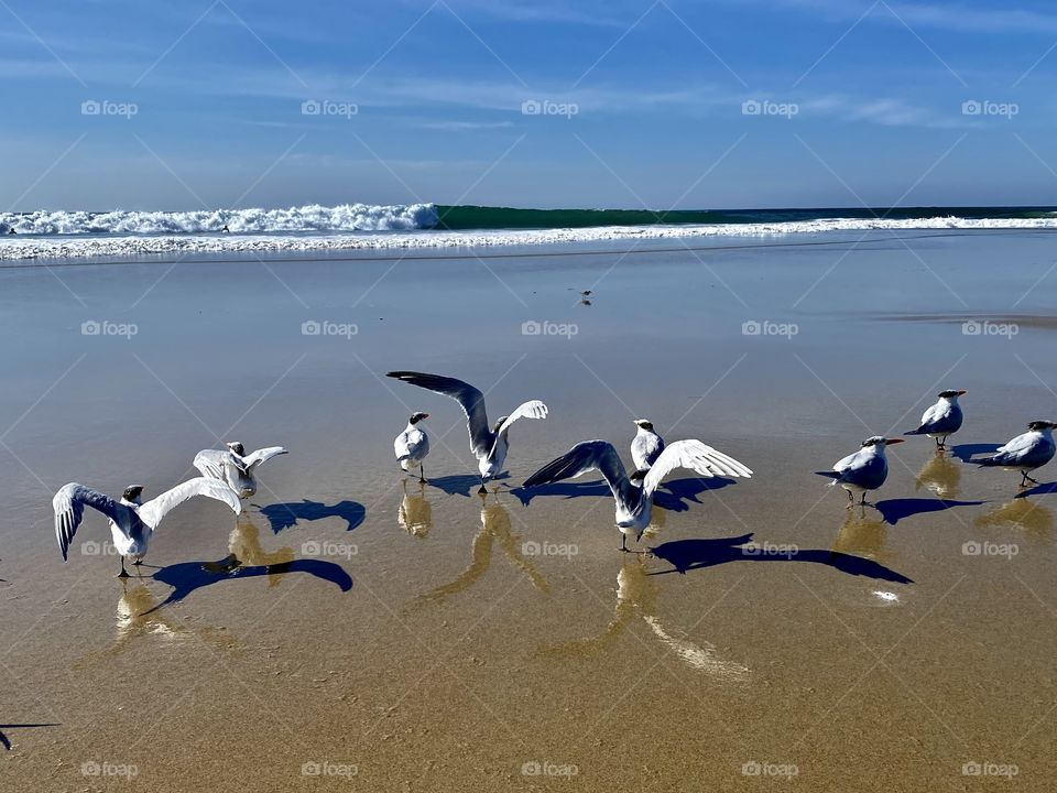 Seagulls on Salt Creek Beach 