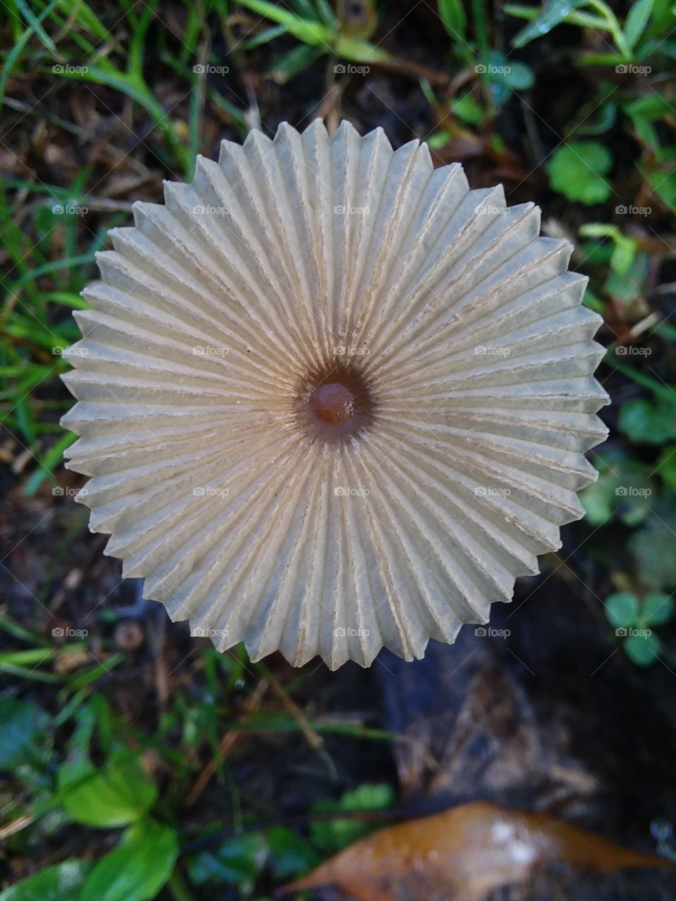 closeup of a mushroom