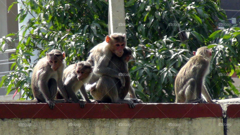 Families - most important part of a society - not just humans, animals as well - for a kind world.