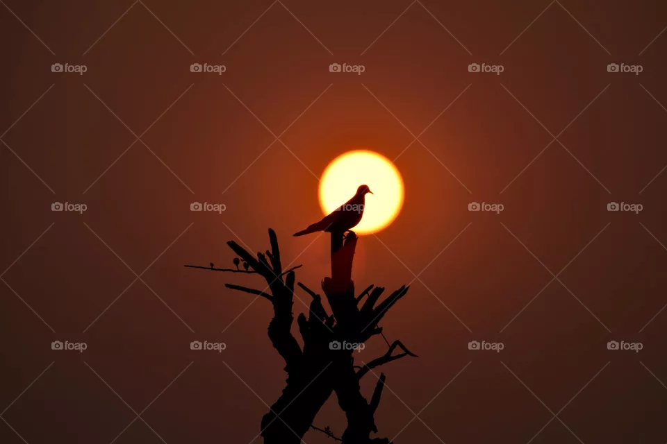Silhouette 