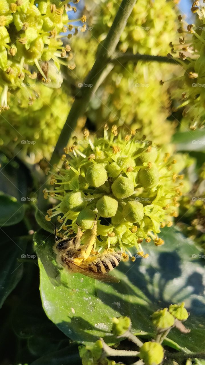 Bee gathering pollen