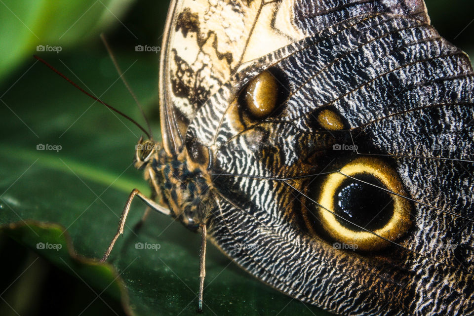 Closeup of a butterfly