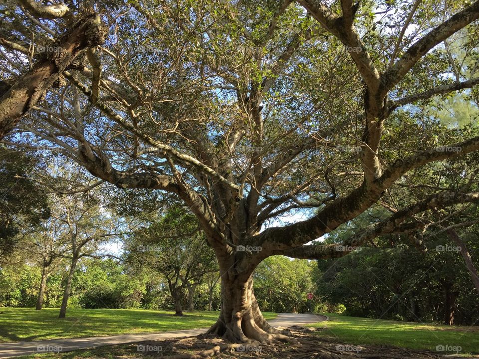 Tree amongst trees