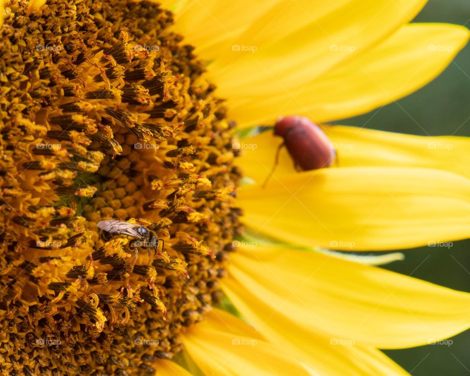 End of Summer Sunflowers are my favorite part of Summer