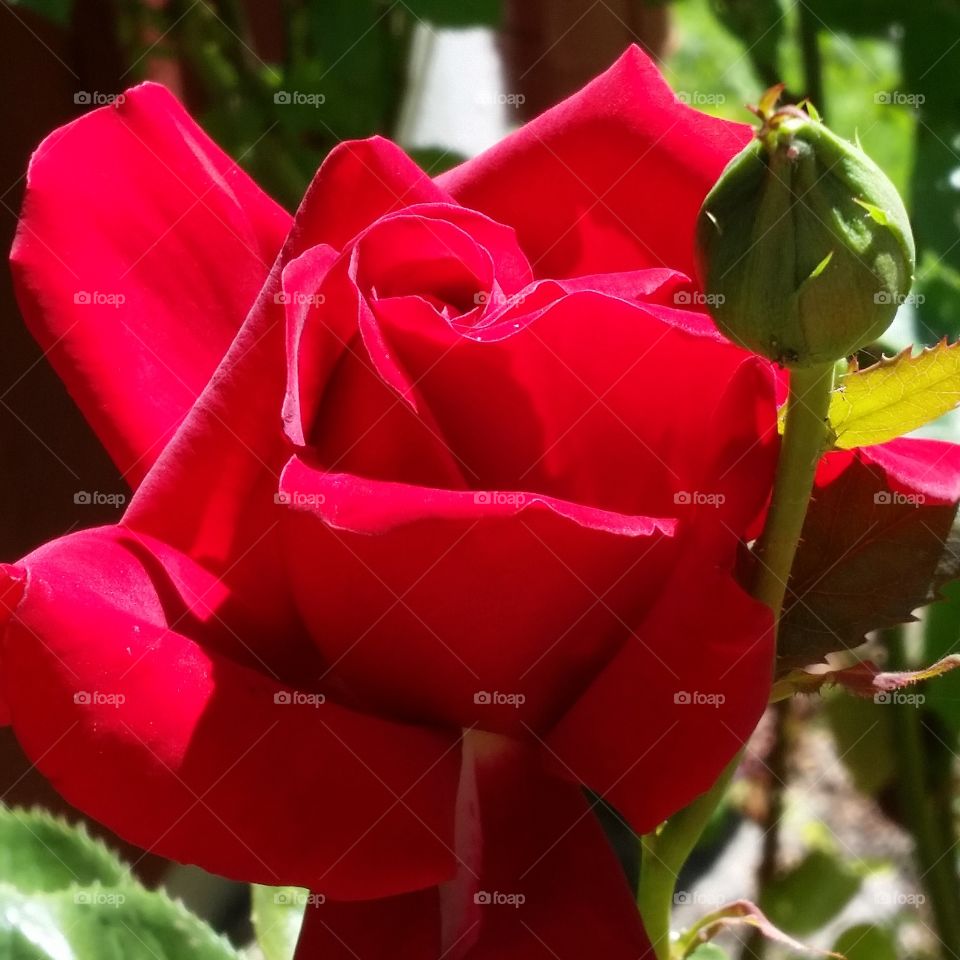 My rose. In my  garden