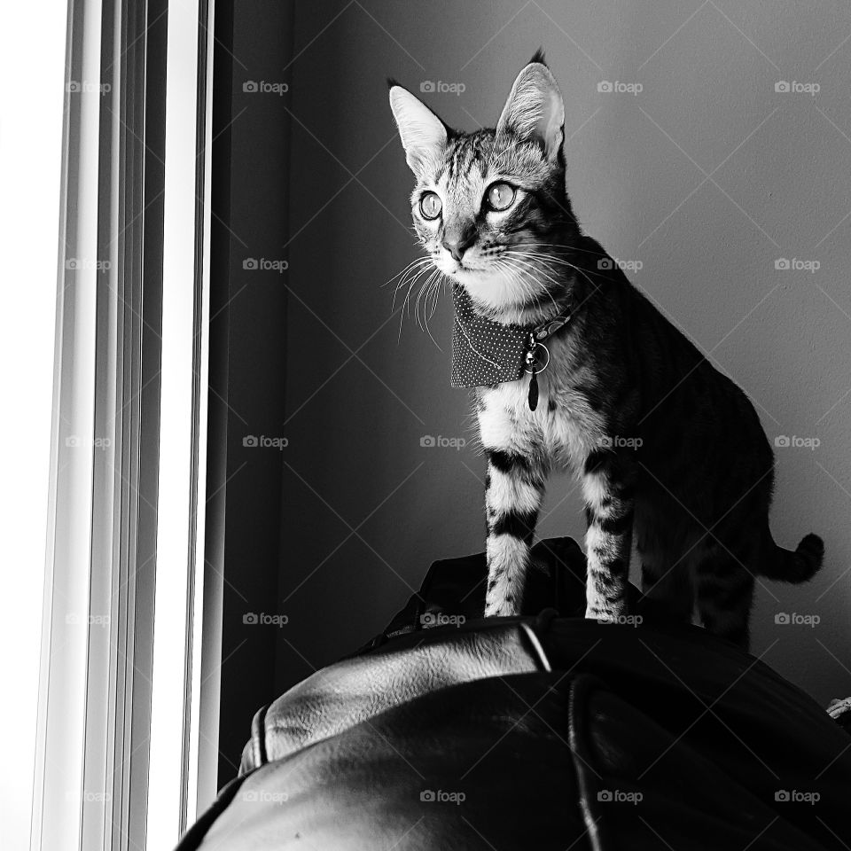 cat by the window. cat looking out the window