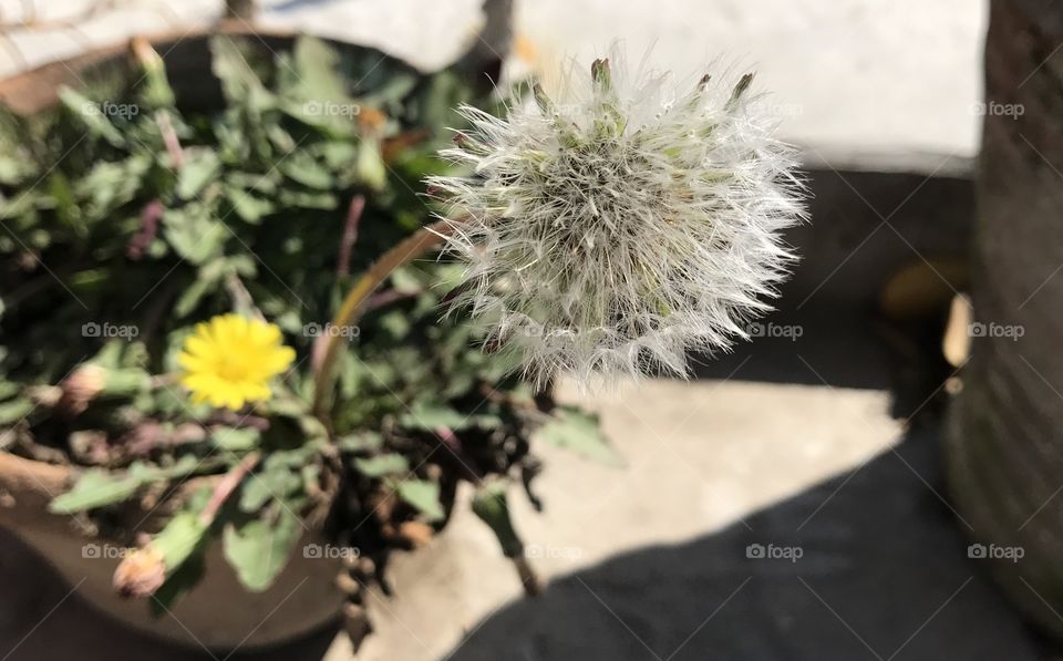 Dandelion Flowers  with seeds 