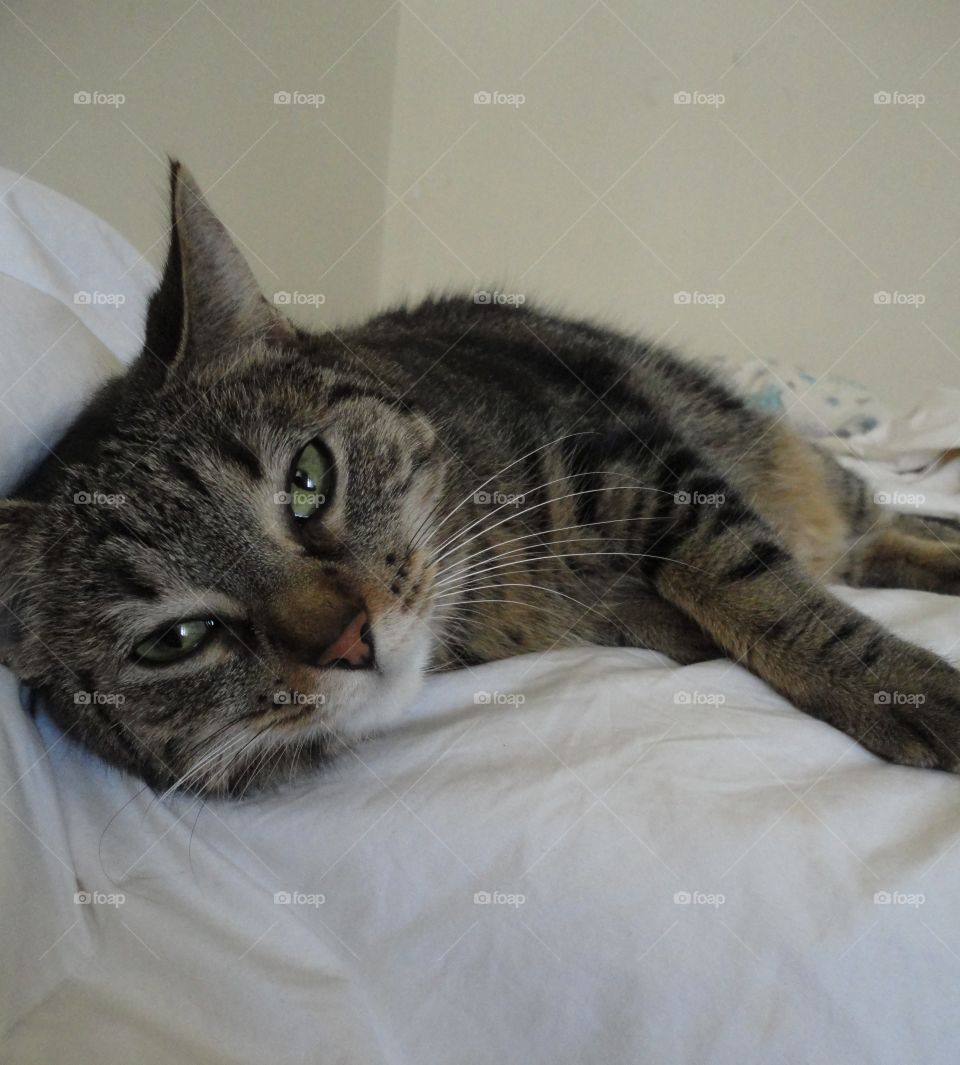 Yes, may I help you? This tabby cat is very cozy on the fluffy comforter covered bed.