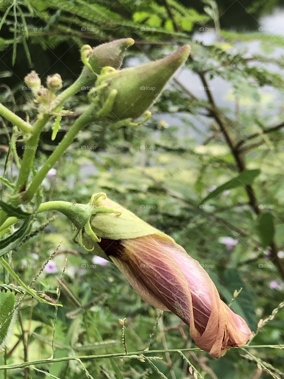 Plants around everywhere, Countryside ( Thailand 🇹🇭