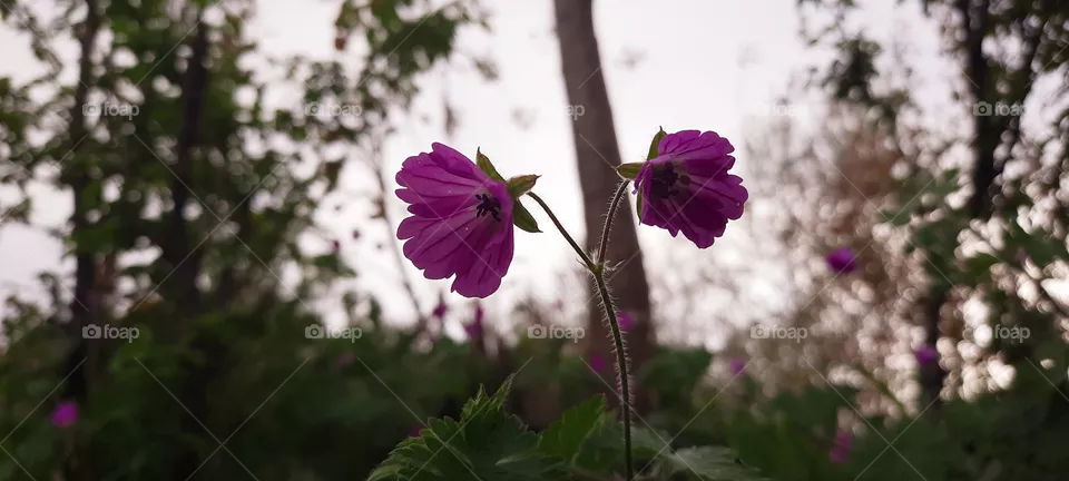 Flower