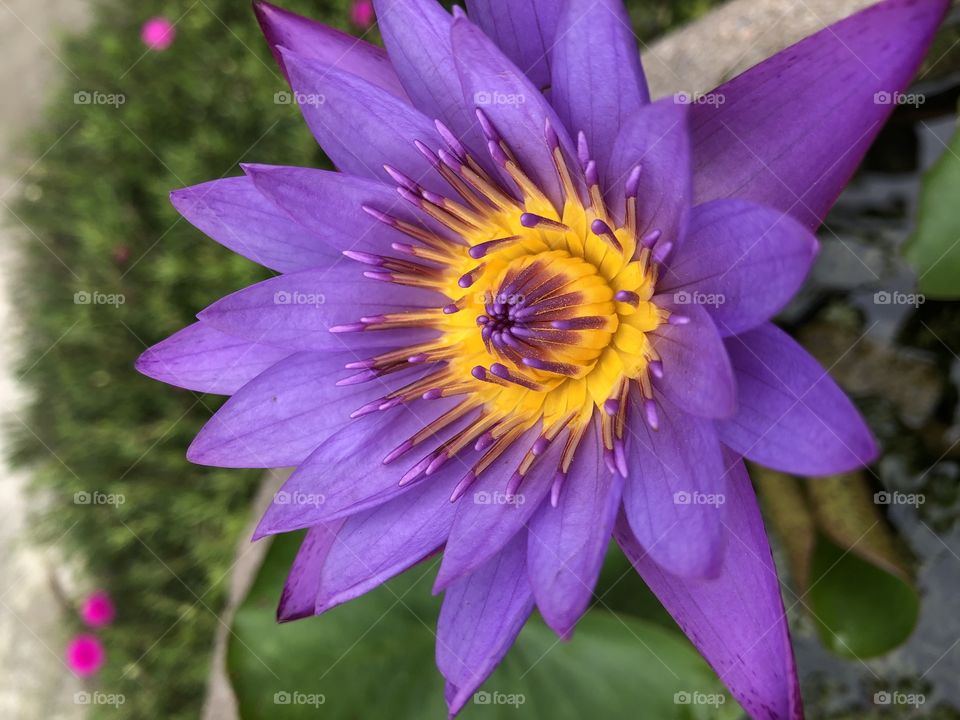 Plants around everywhere, Countryside ( Thailand)