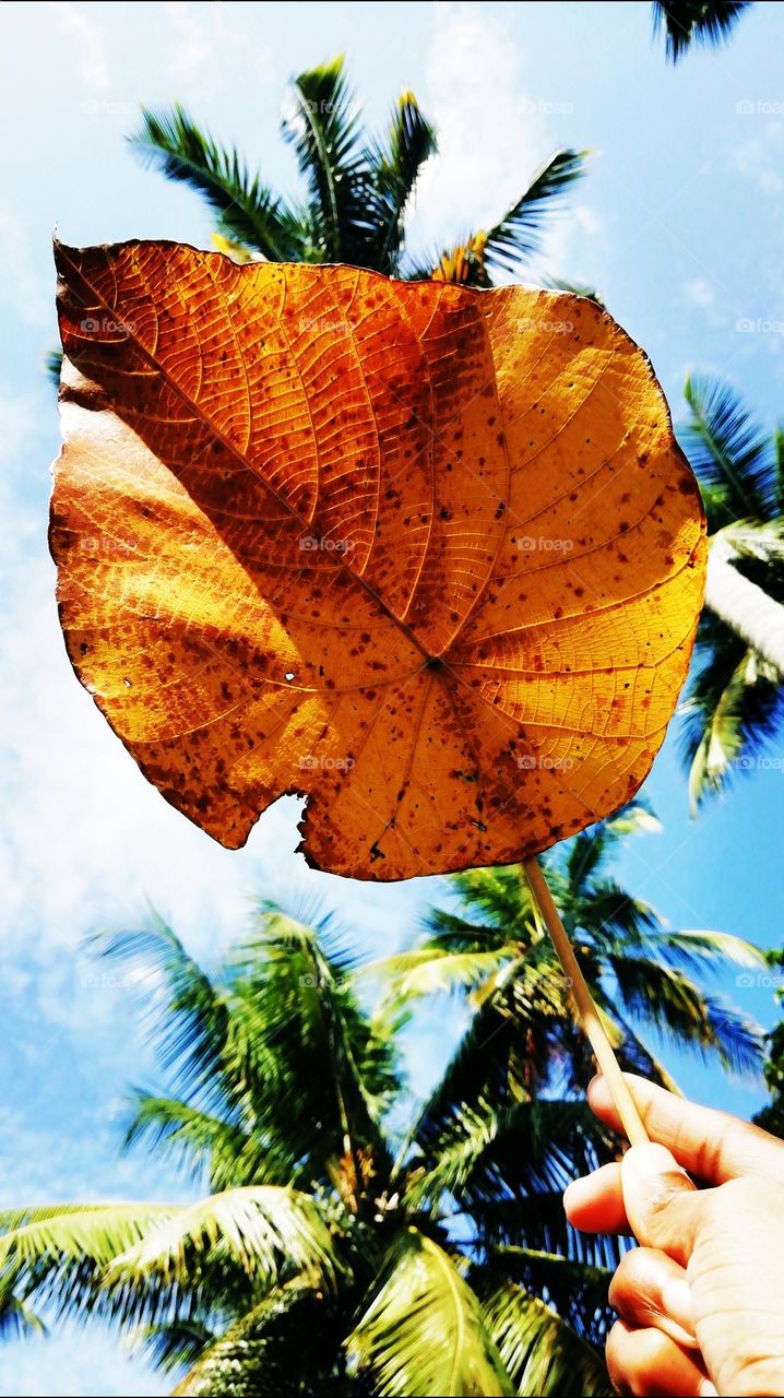 Leaf sky fly line click