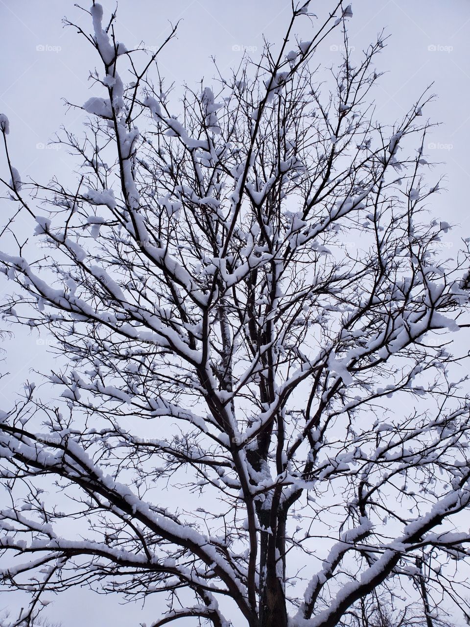 frozen tree