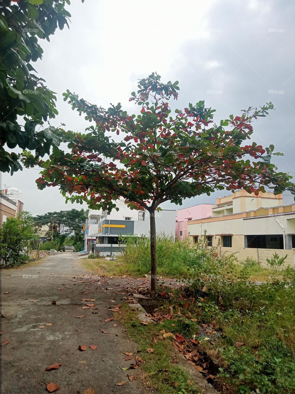 Ravarma VanguvO / Terminalia catappa / Leadwood tree / Pink & Green Leafs / Pink Magic / Red and Green Compination