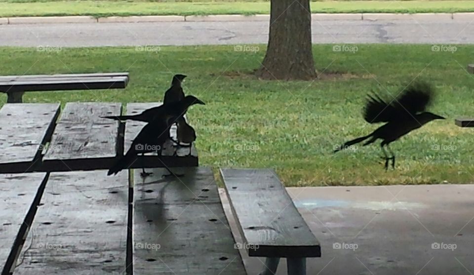 in flight. bird in flight