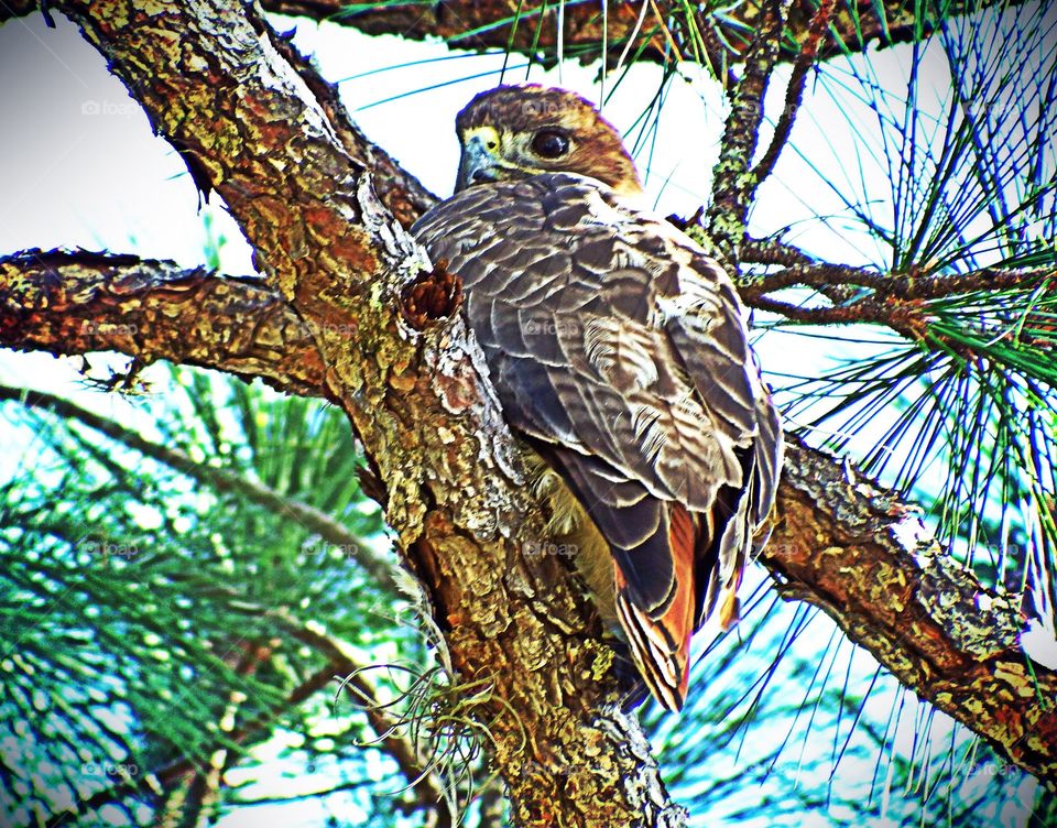 Baby hawk. Baby hawk in the golden hour
