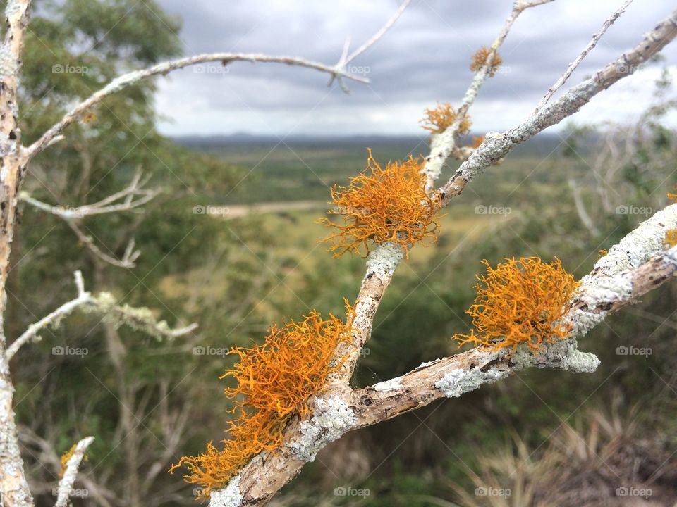 Lichens on tree trunk