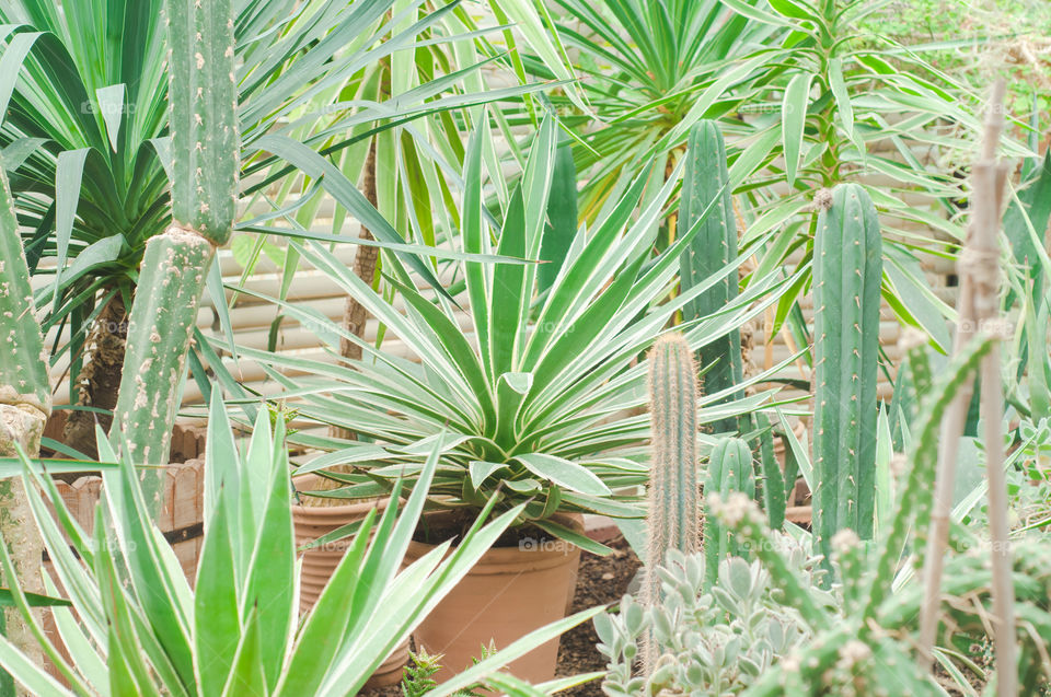 Flora, Leaf, Nature, No Person, Cactus