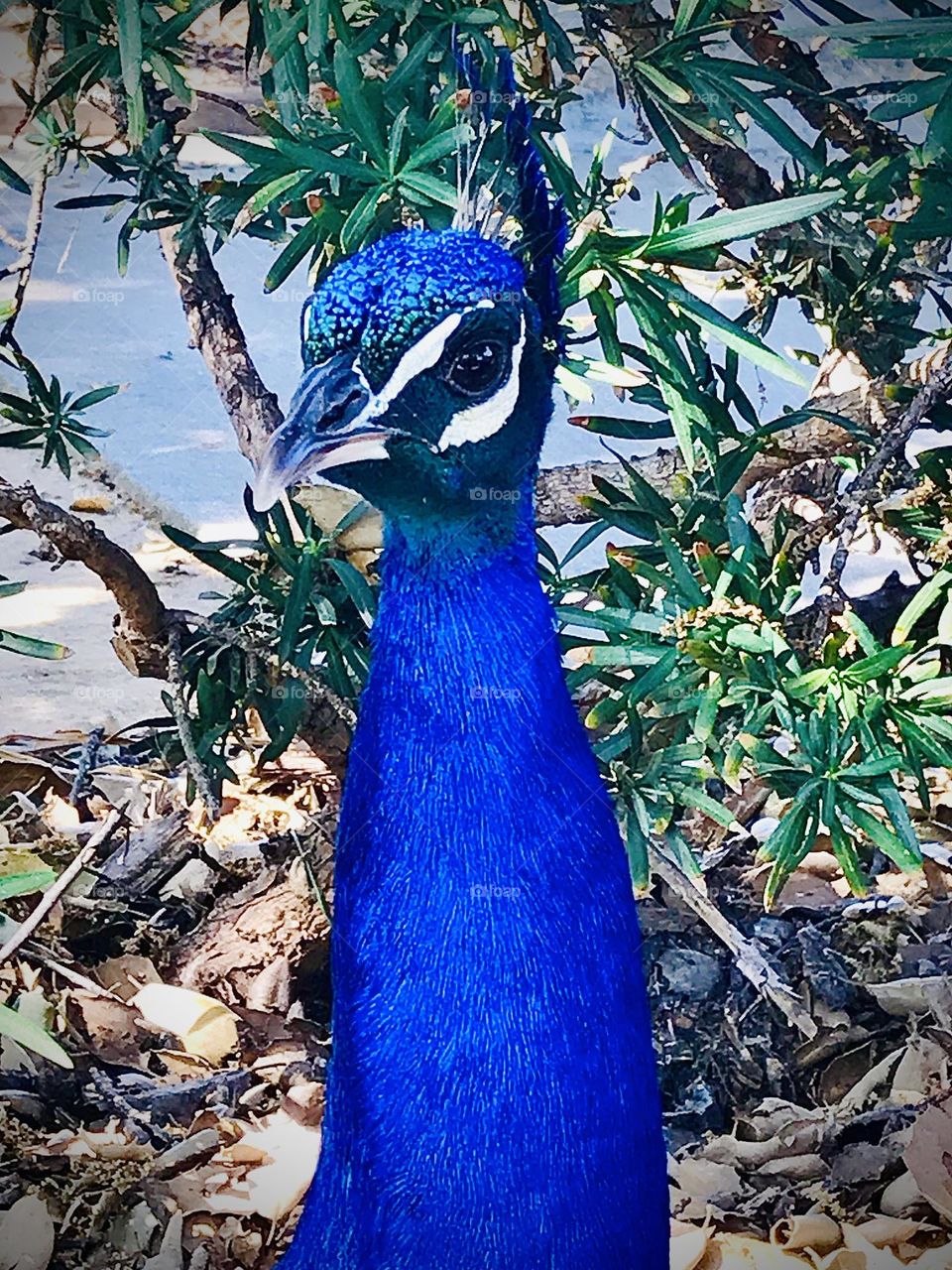 Blue Peacock