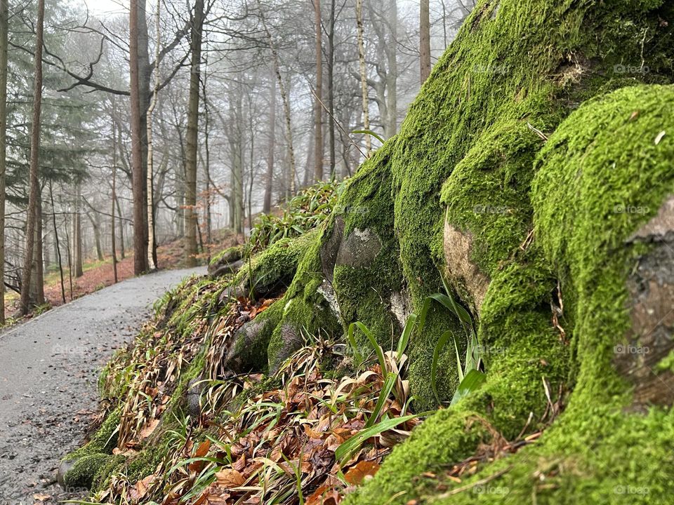 Mossy tree