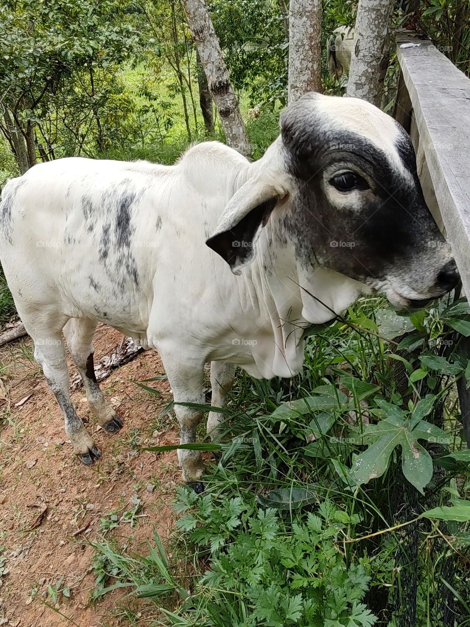 small calf, white with black spots.  Very tame.