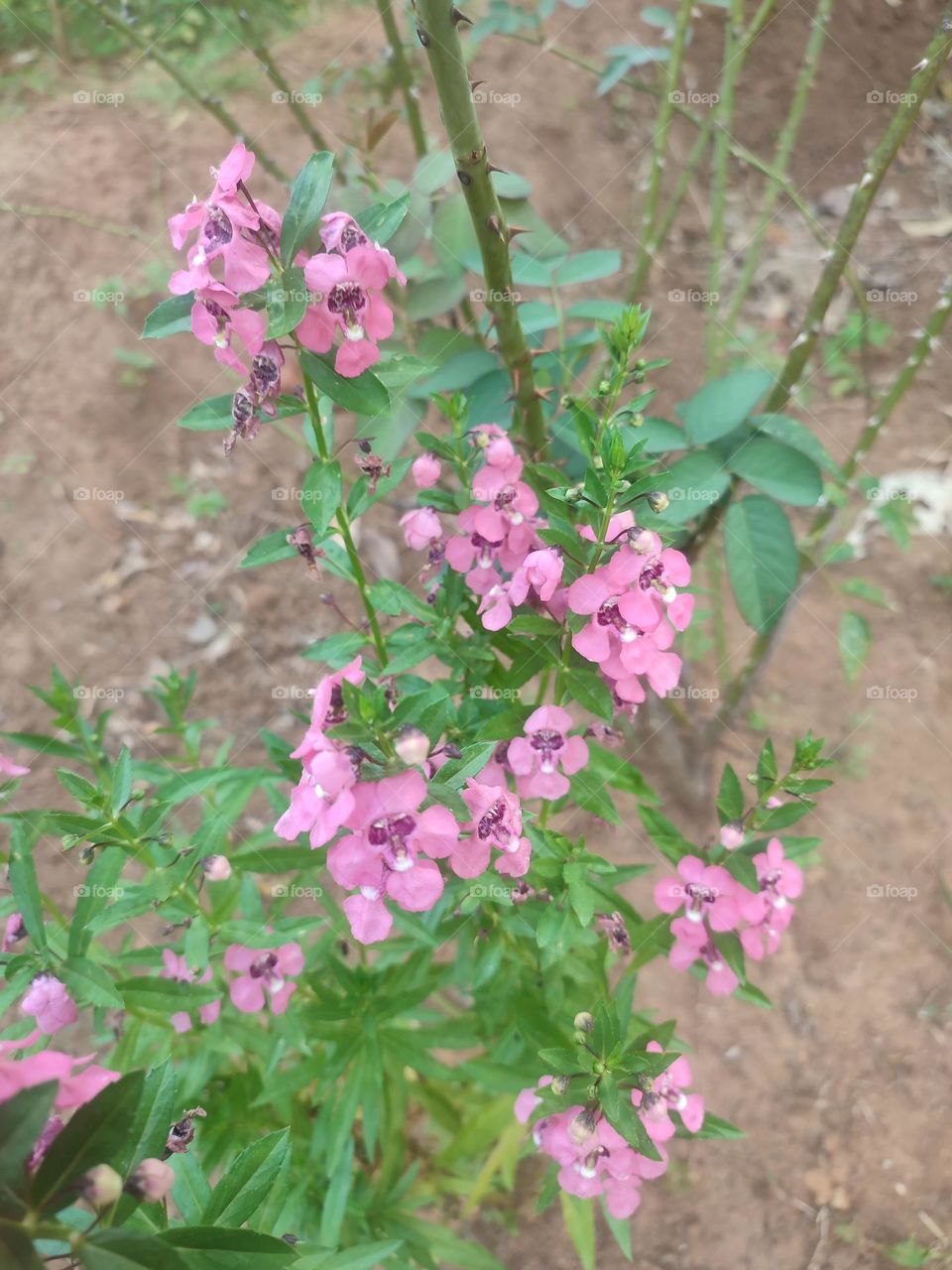 Willowleaf angelon flowers