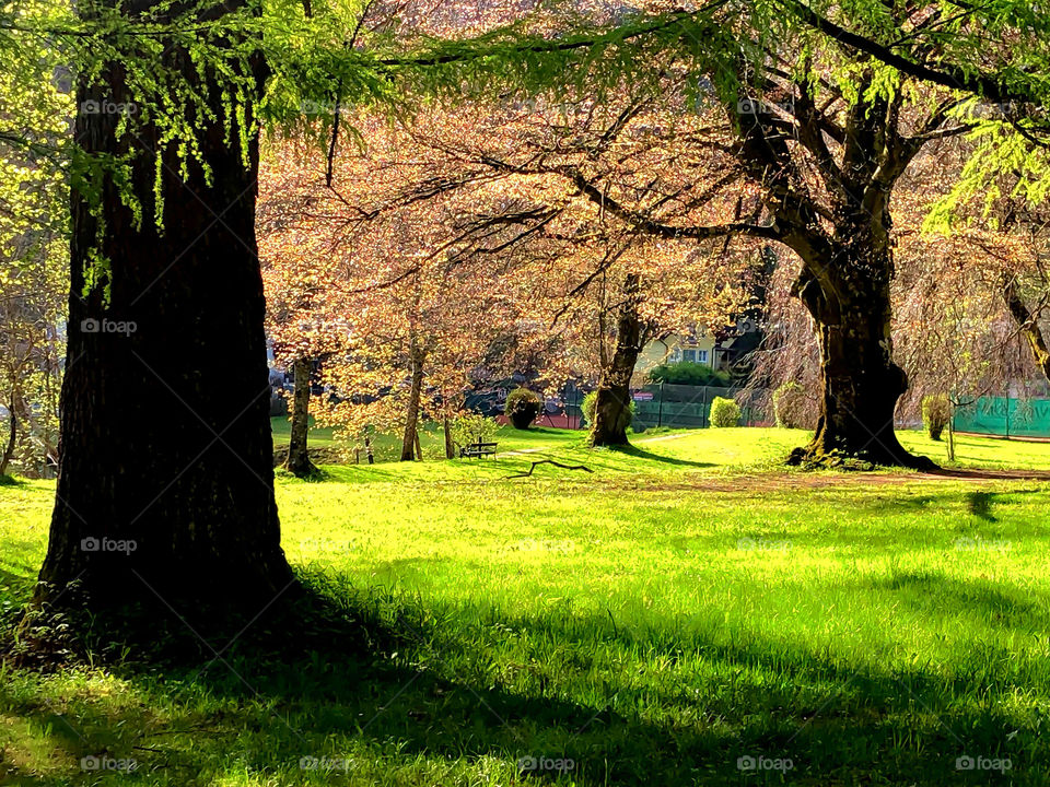 Under the tree