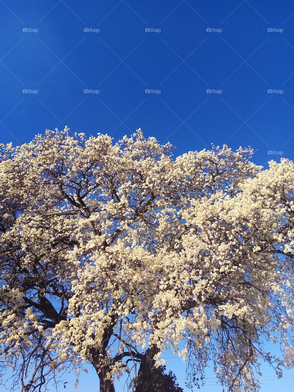 árvore com flor branca