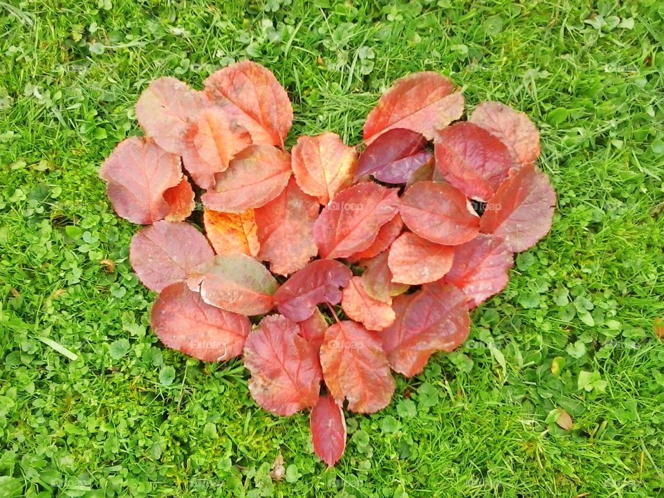Autumn heart
