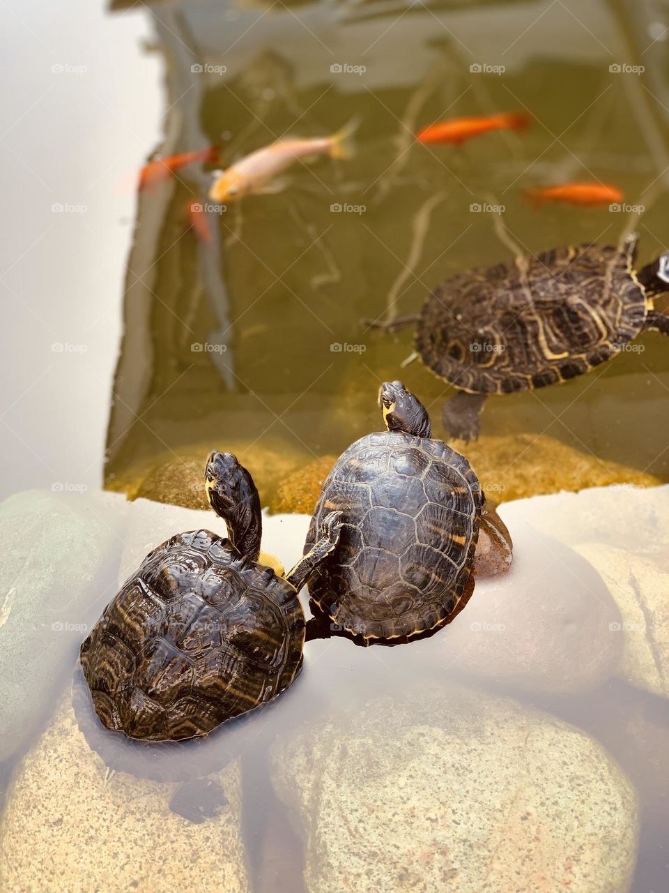 Water turtles or tortoises emerging from pond water with red fishes in the background 