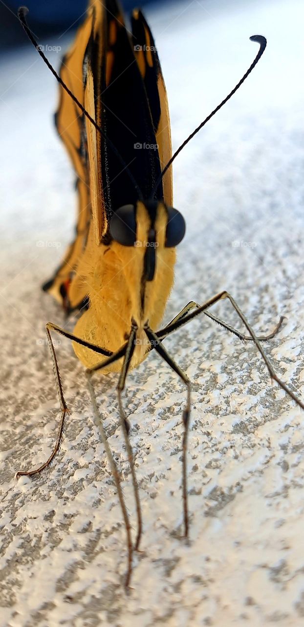 Very striking butterfly, intense yellow and black in color with red-blue spots that make it look very beautiful to look at.