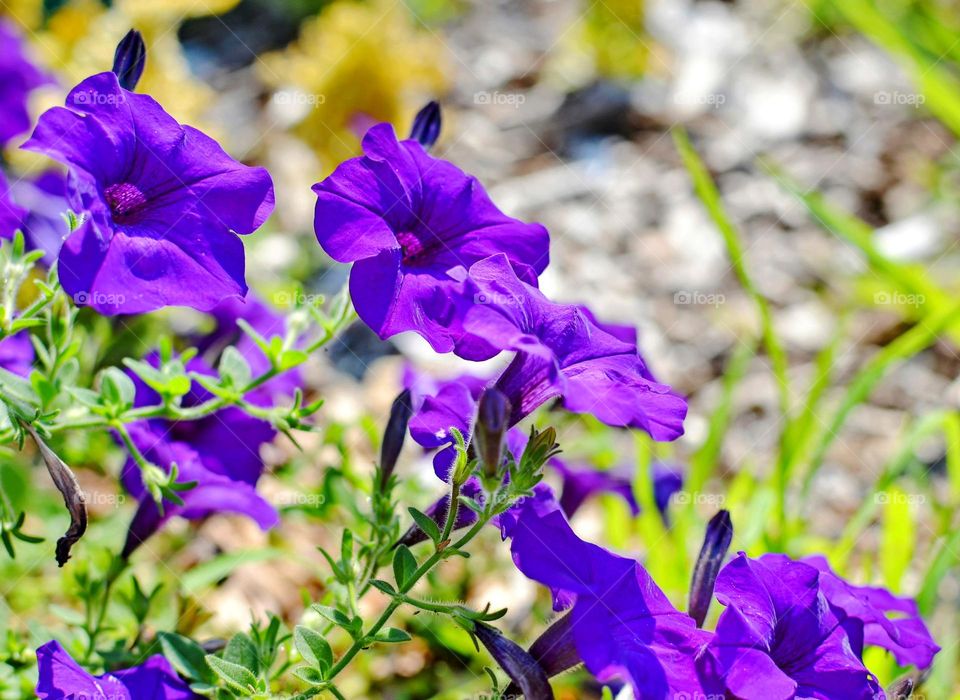 Spring flowers