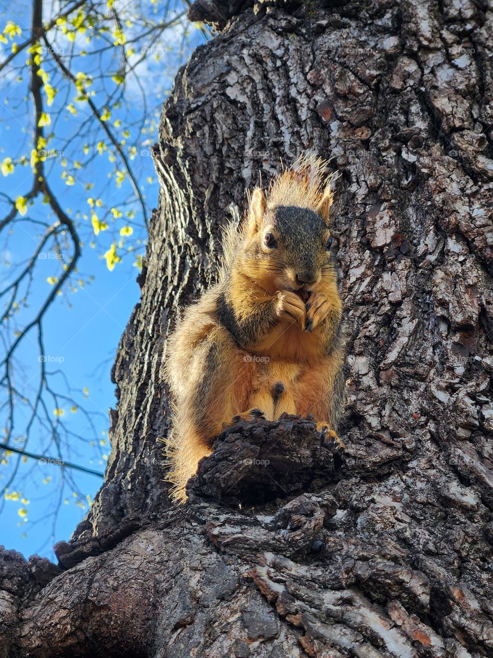 Spring Squirrel 12