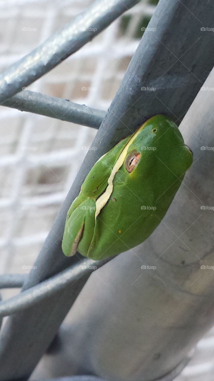 frog on soccer bleachers