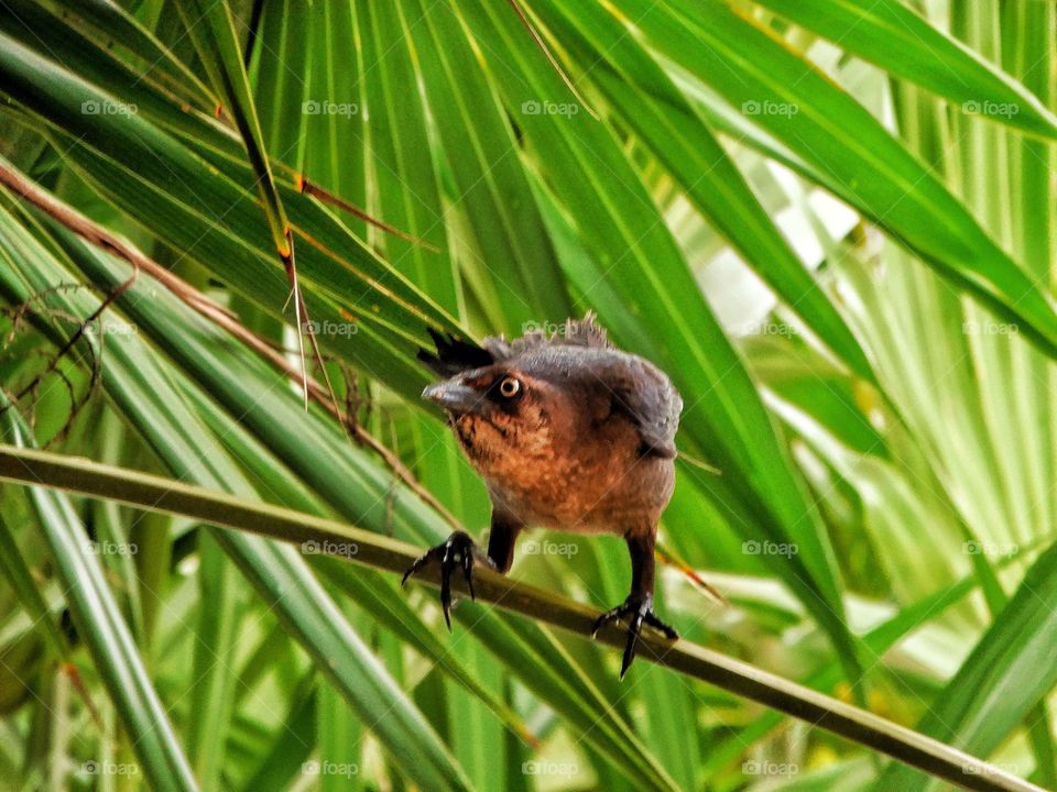 Mexican Grackle
