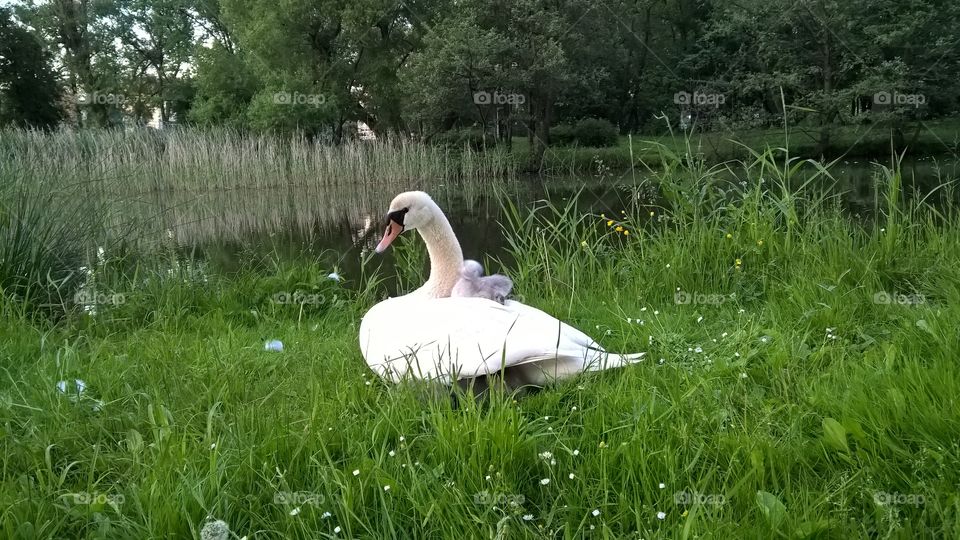 swan