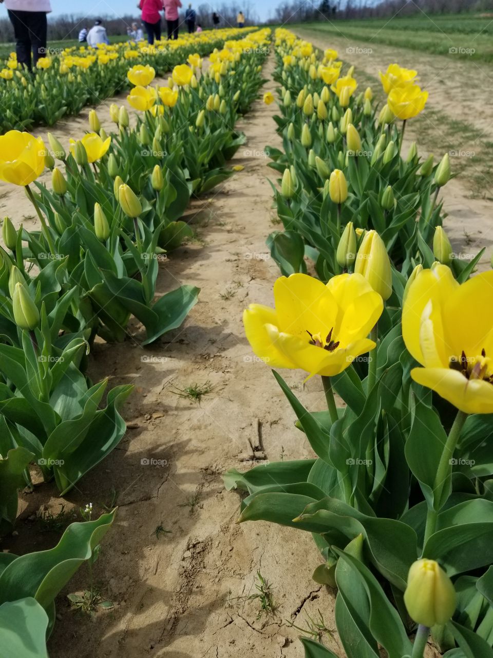Tulips Festival, NJ