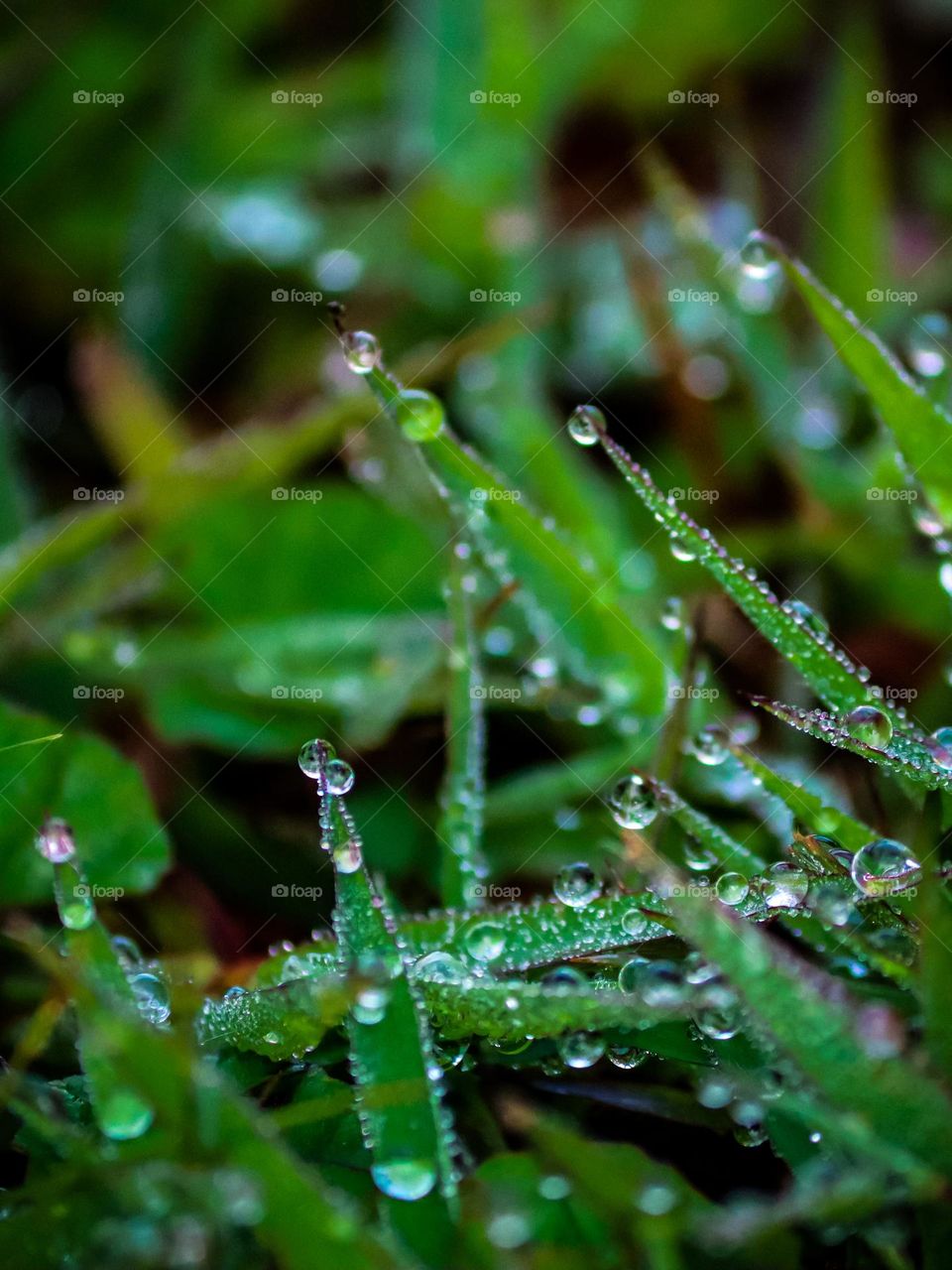 Dewdrops in a circle shape all over the grass in the morning 